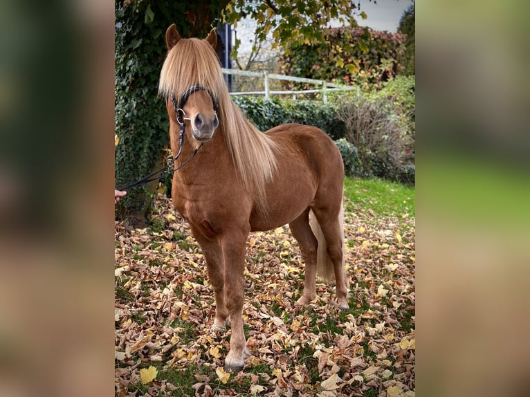 Islandpferd Wallach 6 Jahre 142 cm Fuchs in Wermelskirchen
