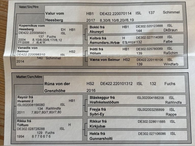 Islandpferd Wallach 6 Jahre 142 cm Fuchs in Wermelskirchen