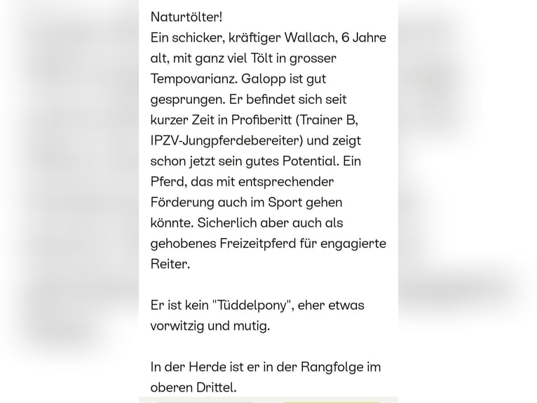 Islandpferd Wallach 6 Jahre 142 cm Rappe in Hamm