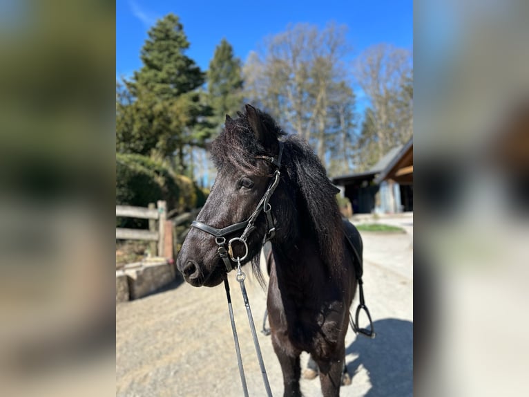 Islandpferd Wallach 6 Jahre 142 cm Rappe in Hamm