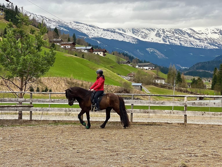 Islandpferd Wallach 6 Jahre 142 cm Rappe in Rauris