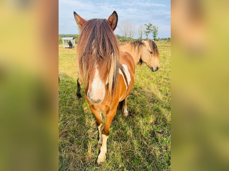 Islandpferd Wallach 6 Jahre 142 cm Schecke in Euskirchen
