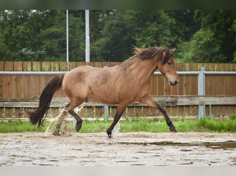 Islandpferd Wallach 6 Jahre 143 cm Falbe in Soltau