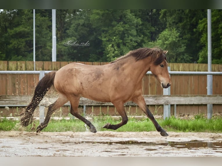 Islandpferd Wallach 6 Jahre 143 cm Falbe in Soltau