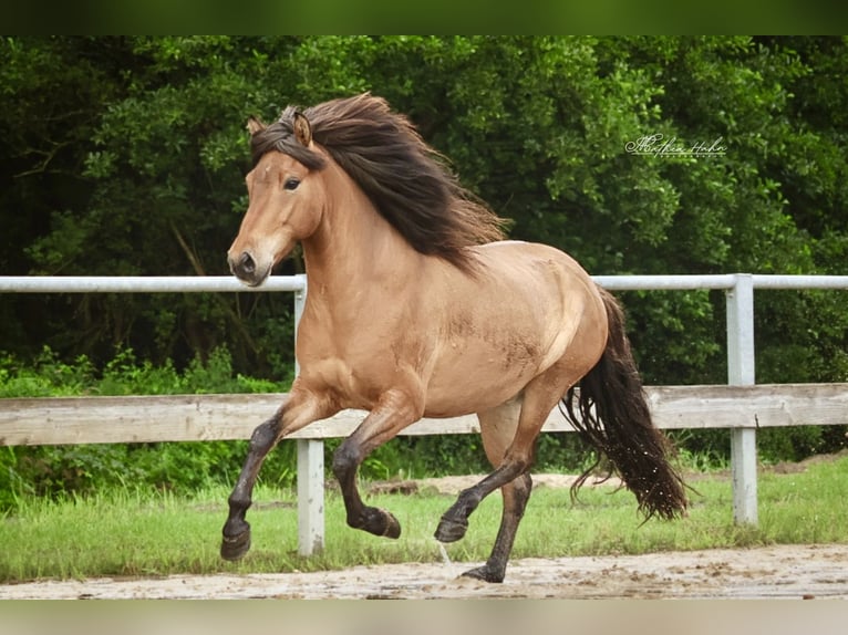 Islandpferd Wallach 6 Jahre 143 cm Falbe in Soltau