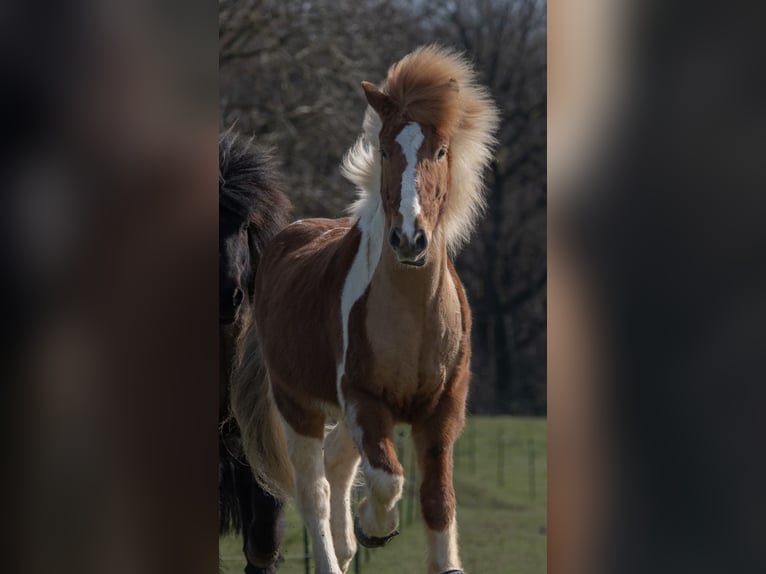 Islandpferd Wallach 6 Jahre 143 cm Schecke in Aachen