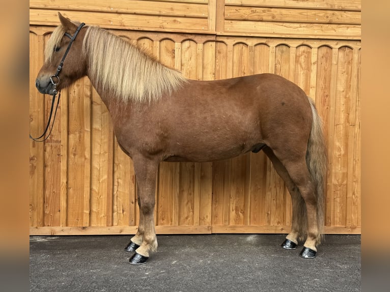 Islandpferd Wallach 6 Jahre 144 cm Fuchs in Mining