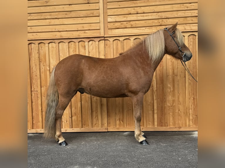 Islandpferd Wallach 6 Jahre 144 cm Fuchs in Mining