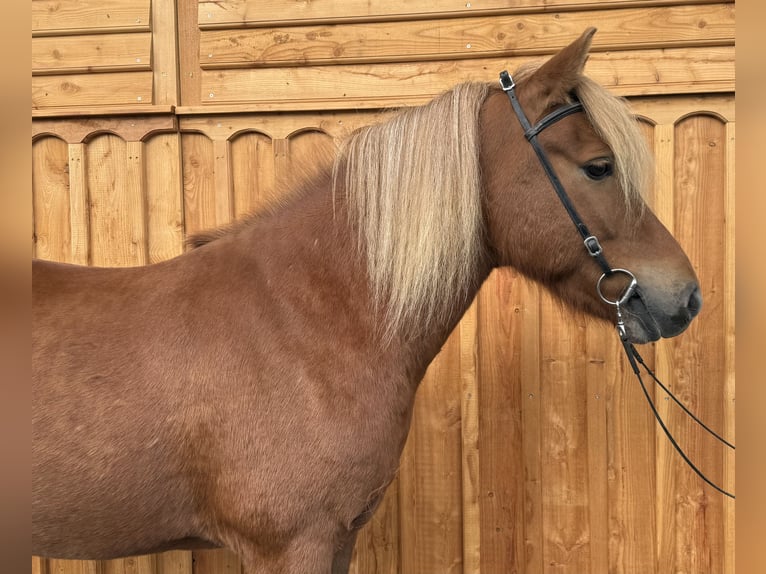 Islandpferd Wallach 6 Jahre 144 cm Fuchs in Mining