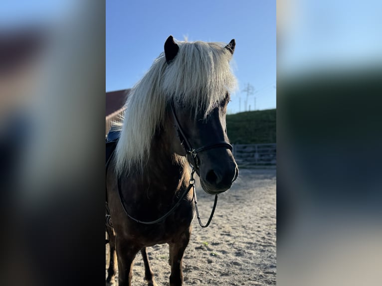 Islandpferd Wallach 6 Jahre 144 cm in Heimenkirch