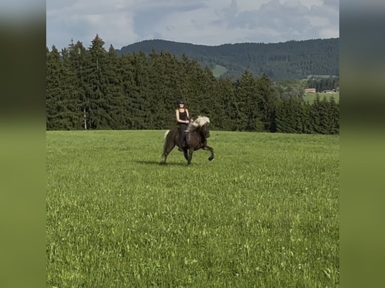 Islandpferd Wallach 6 Jahre 144 cm in Heimenkirch