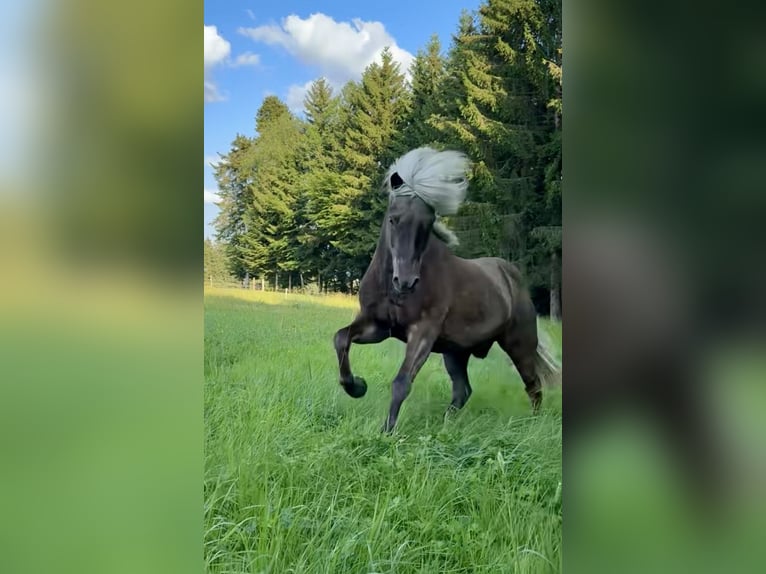 Islandpferd Wallach 6 Jahre 144 cm in Heimenkirch
