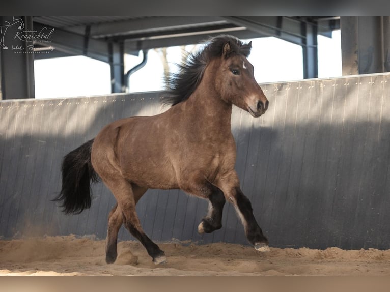 Islandpferd Wallach 6 Jahre 145 cm Falbe in Horst