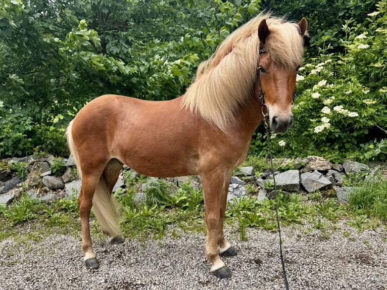 Islandpferd Wallach 6 Jahre 145 cm Fuchs in Roetgen