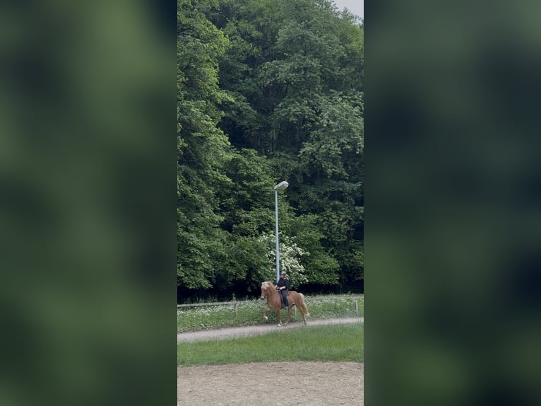 Islandpferd Wallach 6 Jahre 145 cm Fuchs in Roetgen