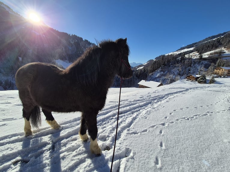 Islandpferd Wallach 6 Jahre 145 cm Rappe in Sonntag Seeberg