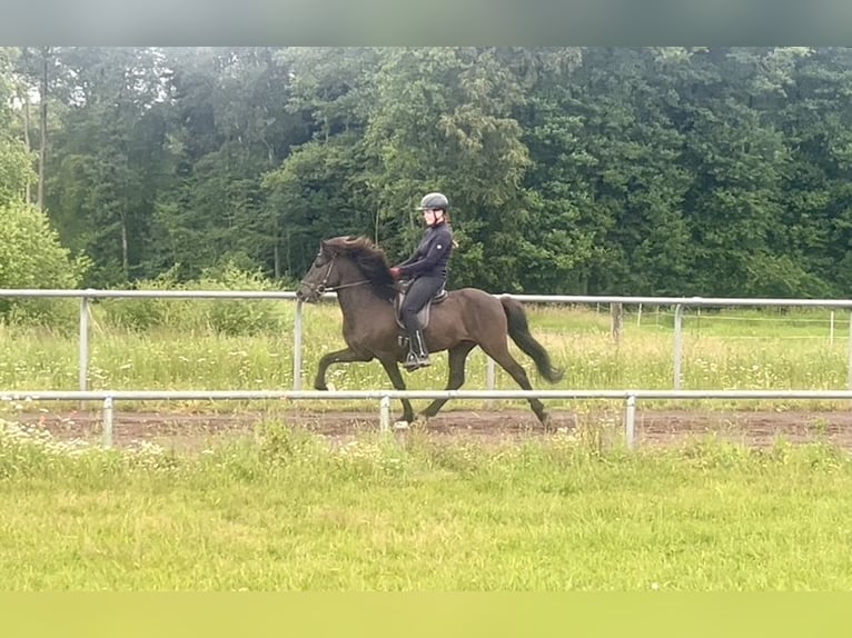 Islandpferd Wallach 6 Jahre 145 cm Rappe in Soltau