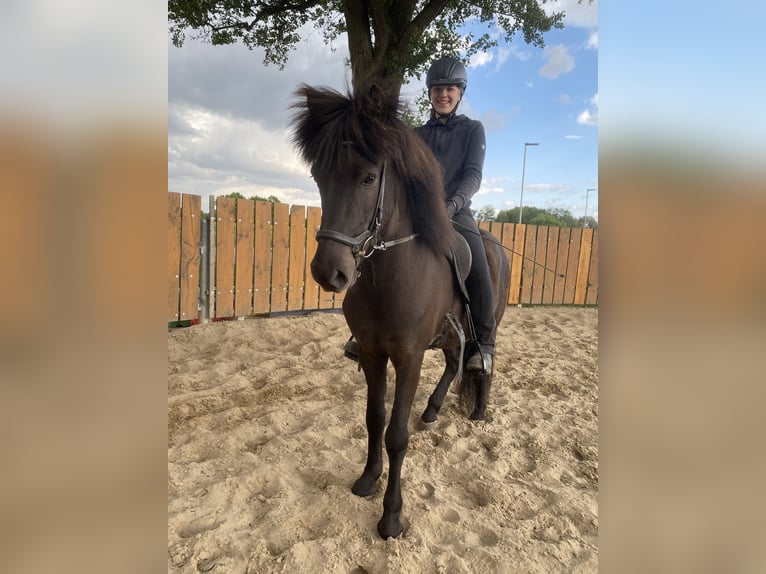 Islandpferd Wallach 6 Jahre 145 cm Rappe in Soltau