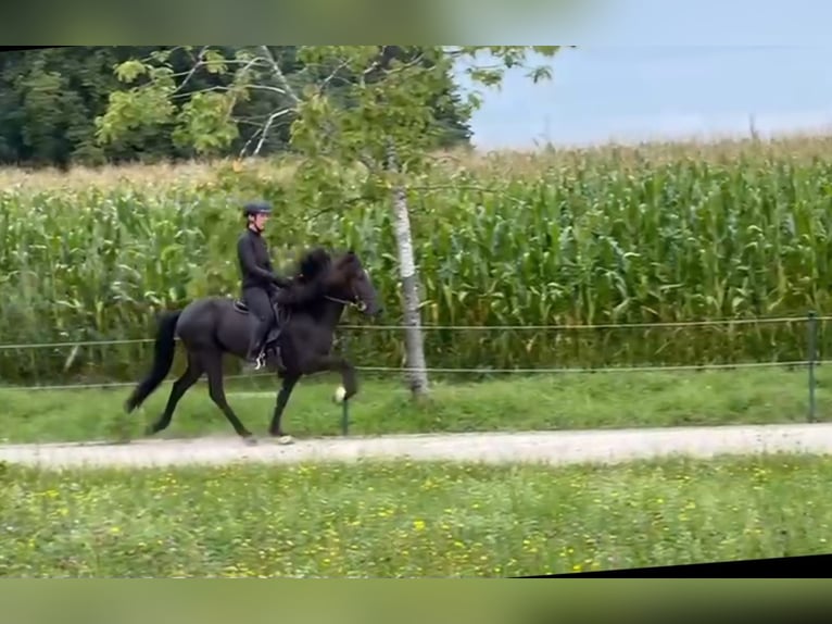 Islandpferd Wallach 6 Jahre 145 cm Rappe in Steinh&#xF6;ring