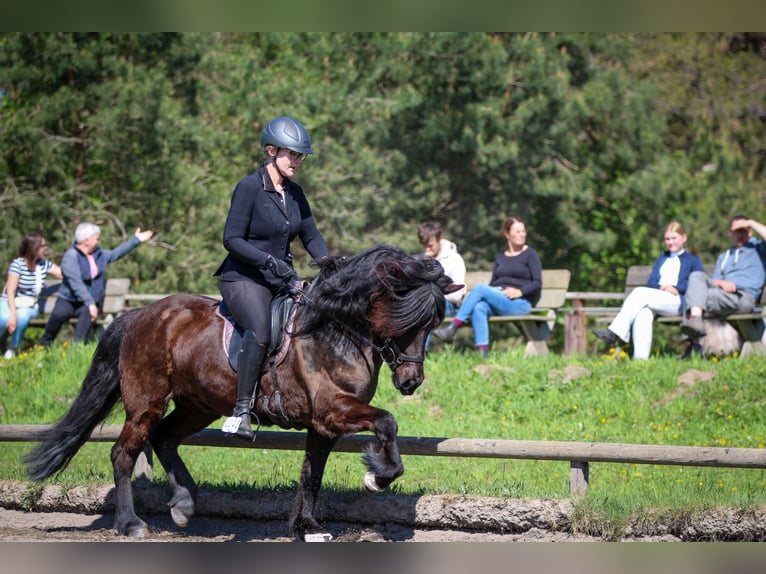 Islandpferd Wallach 6 Jahre 145 cm Rappe in Lienen