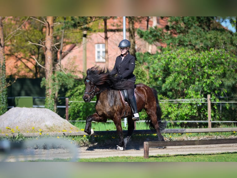 Islandpferd Wallach 6 Jahre 145 cm Rappe in Lienen