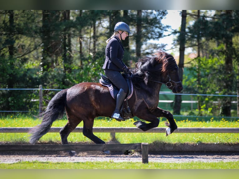 Islandpferd Wallach 6 Jahre 145 cm Rappe in Lienen