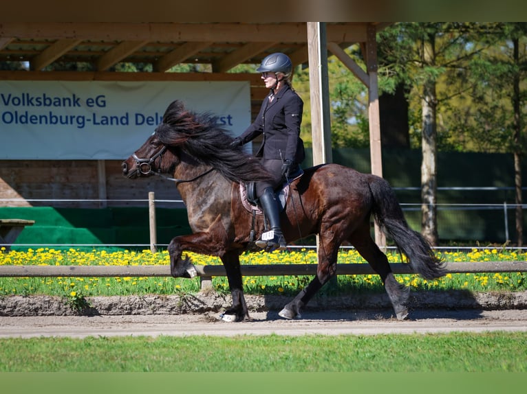 Islandpferd Wallach 6 Jahre 145 cm Rappe in Lienen