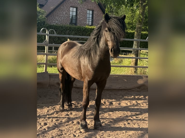 Islandpferd Wallach 6 Jahre 145 cm Rappe in Lienen