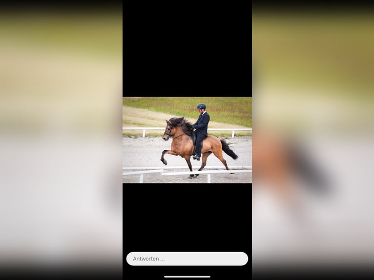 Islandpferd Wallach 6 Jahre 145 cm Roan-Blue in Sankt Julian
