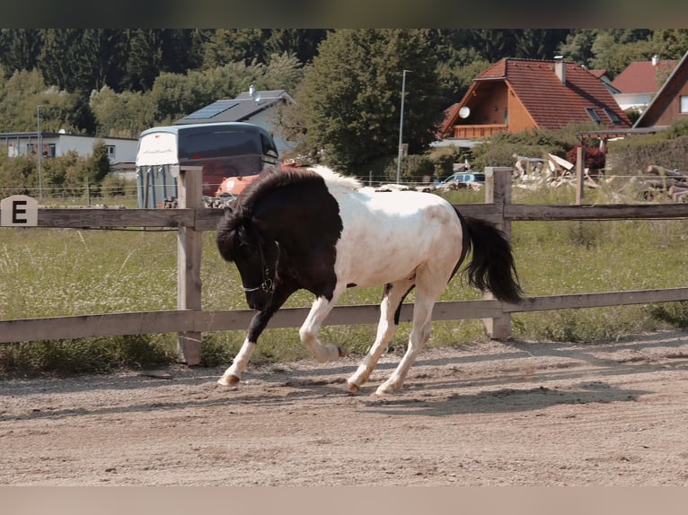 Islandpferd Wallach 6 Jahre 145 cm Schecke in Graz, Weinitzen