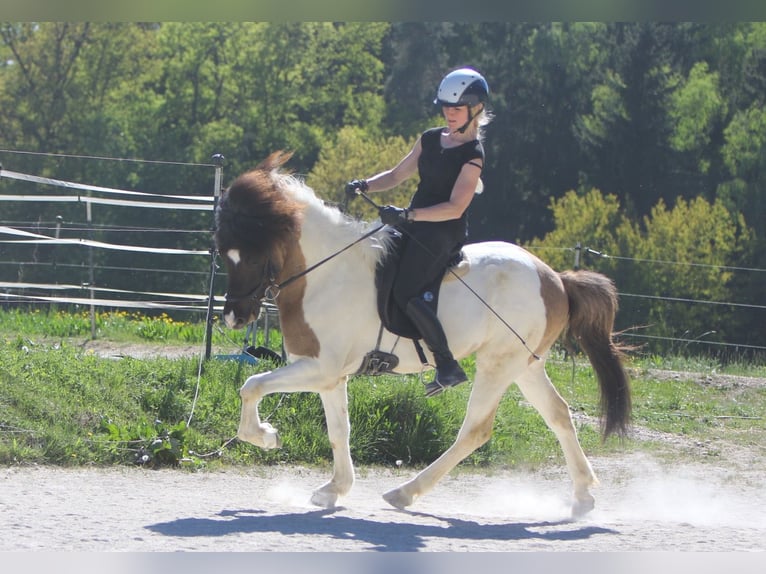 Islandpferd Wallach 6 Jahre 145 cm Schecke in Tann