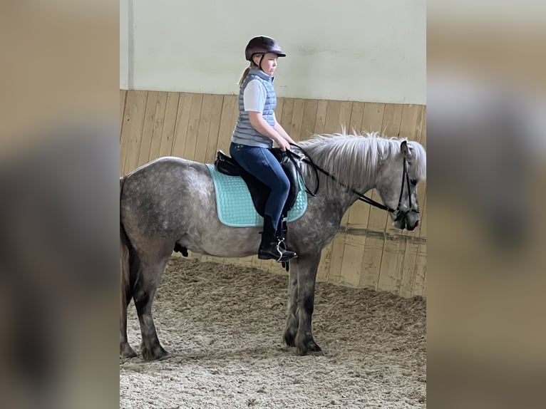 Islandpferd Wallach 6 Jahre 146 cm Apfelschimmel in Weidet