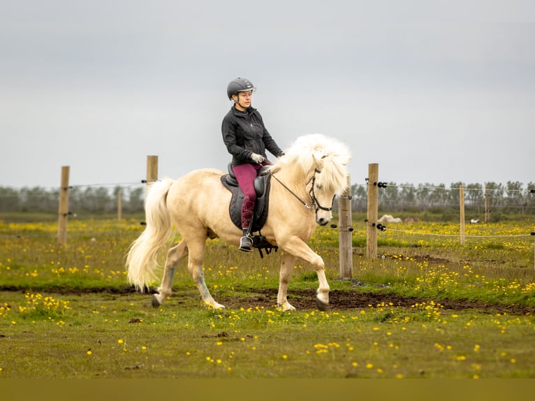 Islandpferd Wallach 6 Jahre 146 cm Palomino in Hvolsv&#xF6;llur