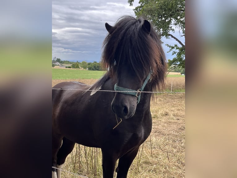 Islandpferd Wallach 6 Jahre 146 cm Schecke in Rosbach vor der H&#xF6;he Ober-RosbachRosbach