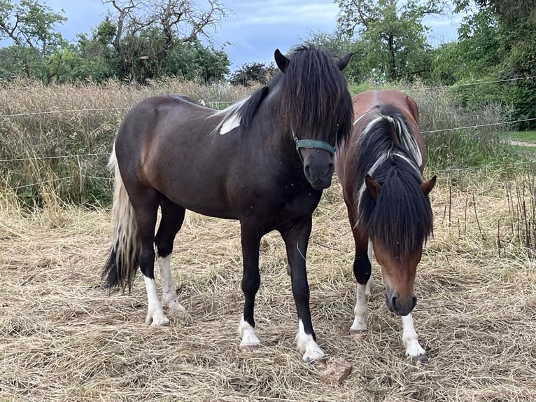 Islandpferd Wallach 6 Jahre 146 cm Schecke in Rosbach vor der H&#xF6;he Ober-RosbachRosbach