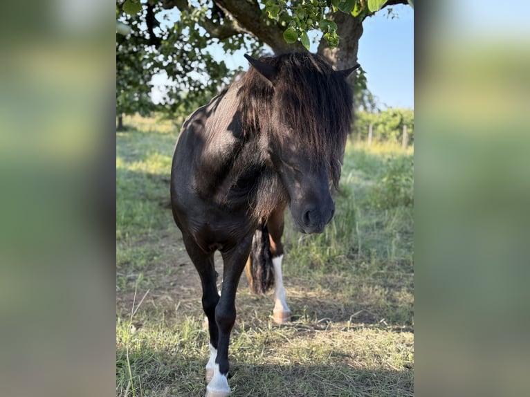 Islandpferd Wallach 6 Jahre 146 cm Schecke in Rosbach vor der H&#xF6;he Ober-RosbachRosbach