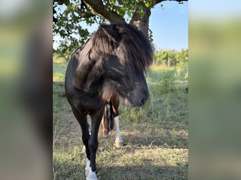 Islandpferd Wallach 6 Jahre 146 cm Schecke in Rosbach vor der H&#xF6;he Ober-RosbachRosbach