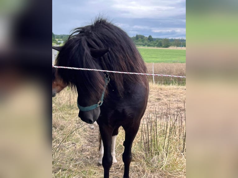 Islandpferd Wallach 6 Jahre 146 cm Schecke in Rosbach vor der H&#xF6;he Ober-RosbachRosbach
