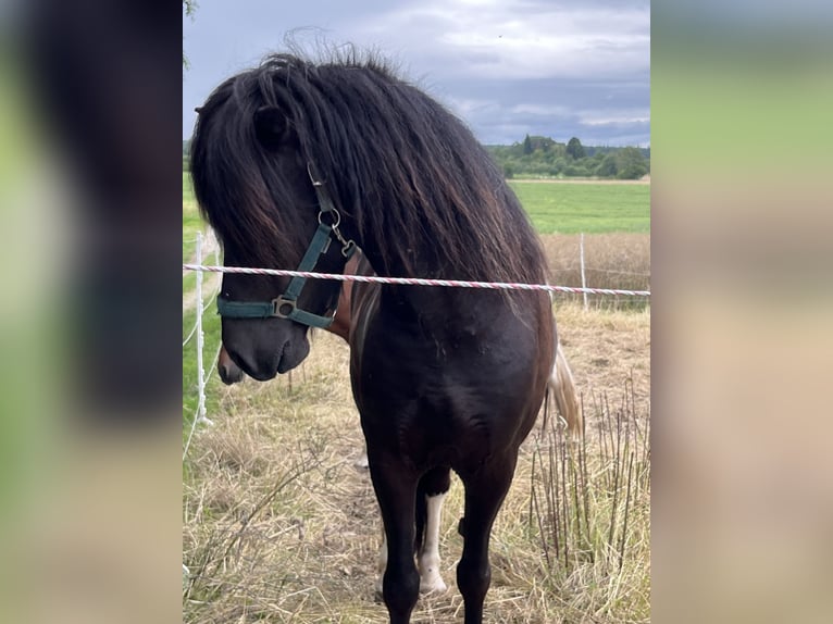 Islandpferd Wallach 6 Jahre 146 cm Schecke in Rosbach vor der H&#xF6;he Ober-RosbachRosbach