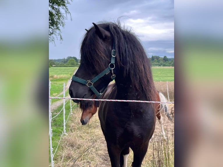 Islandpferd Wallach 6 Jahre 146 cm Schecke in Rosbach vor der H&#xF6;he Ober-RosbachRosbach