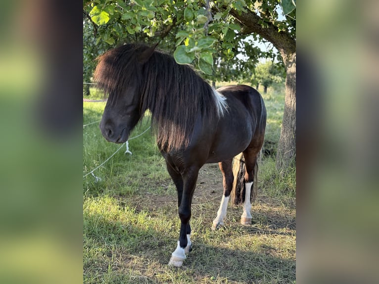 Islandpferd Wallach 6 Jahre 146 cm Schecke in Rosbach vor der H&#xF6;he Ober-RosbachRosbach
