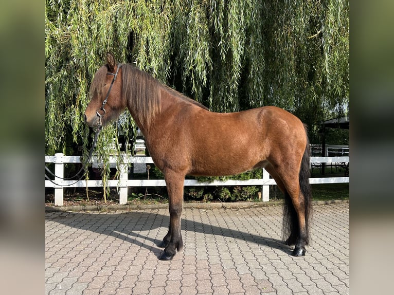 Islandpferd Wallach 6 Jahre 147 cm Brauner in Lochen am See