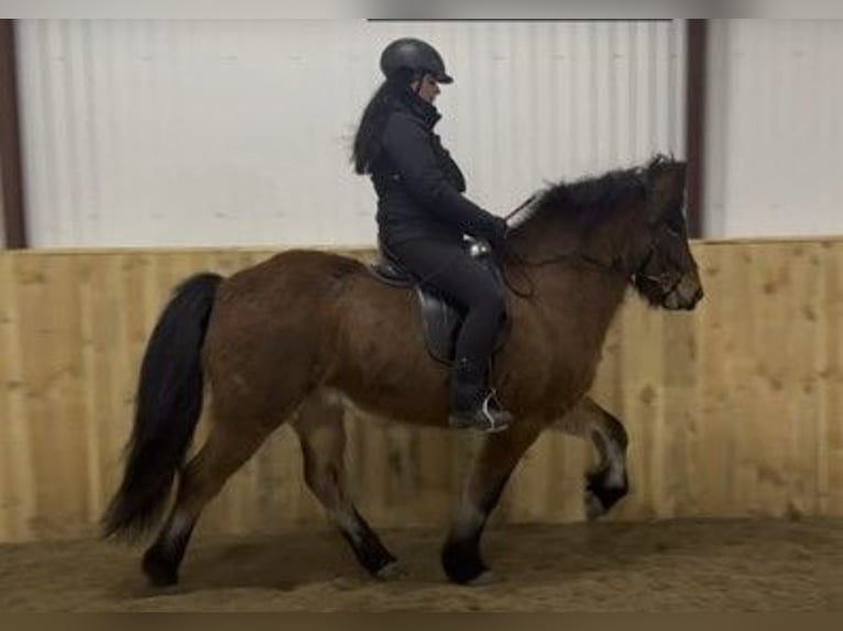 Islandpferd Wallach 6 Jahre 149 cm Brauner in Schneverdingen