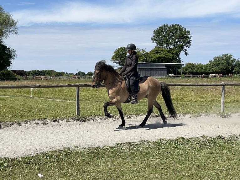 Islandpferd Wallach 6 Jahre 150 cm Falbe in Hohenfelde