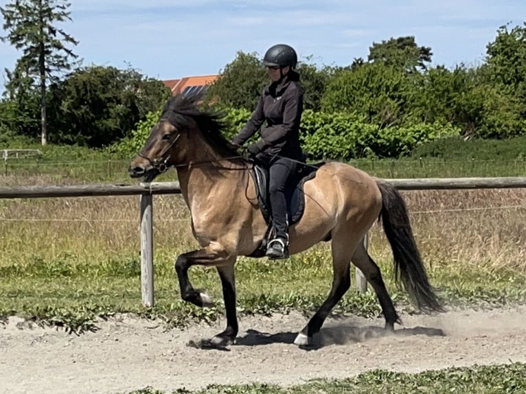 Islandpferd Wallach 6 Jahre 150 cm Falbe in Hohenfelde