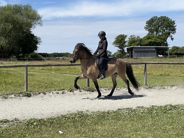 Islandpferd Wallach 6 Jahre 150 cm Falbe in Hohenfelde