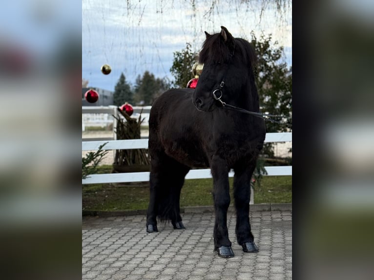 Islandpferd Wallach 6 Jahre 150 cm Rappe in Lochen am See