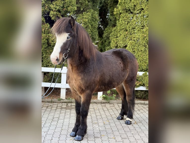Islandpferd Wallach 6 Jahre 150 cm Schwarzbrauner in Lochen am See