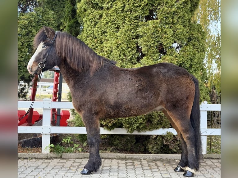 Islandpferd Wallach 6 Jahre 150 cm Schwarzbrauner in Lochen am See