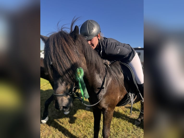 Islandpferd Wallach 6 Jahre 153 cm Rappe in Seeshaupt